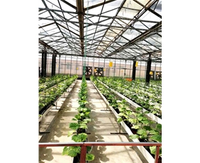 蔬菜溫室大棚拱棚06