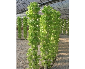 蔬菜景觀無土栽培系統(tǒng)10