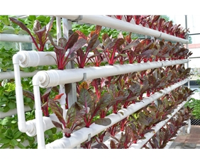 蔬菜景觀無土栽培系統(tǒng)02