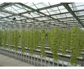 蔬菜景觀無土栽培系統(tǒng)06